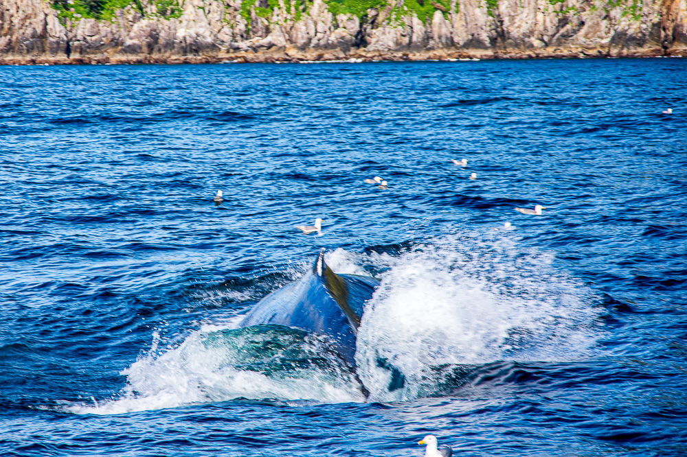 On Tour in Alaska – Kenai Fjords National Park